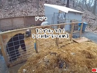 ブタ小屋に侵入。仲間を助けるためクマに立ち向かうブタ