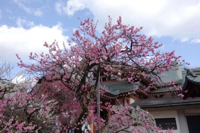 北野天満宮と梅の花（画像はフリー）