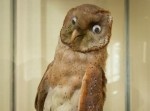 【ちょっと閲覧注意】“不気味な剥製”ばかりを作り続けるアーティスト…