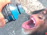 炎天下のチンパンジー「早くちょうだい！」と大口を開けて飲み物をねだる