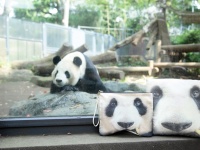 上野動物園とコラボしたアイテムを取り扱う新ブランド「Myalka（ミャルカ）」新発売！