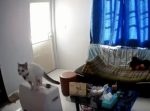猫が一度ジャンプしただけで… 室内が大変なことに。