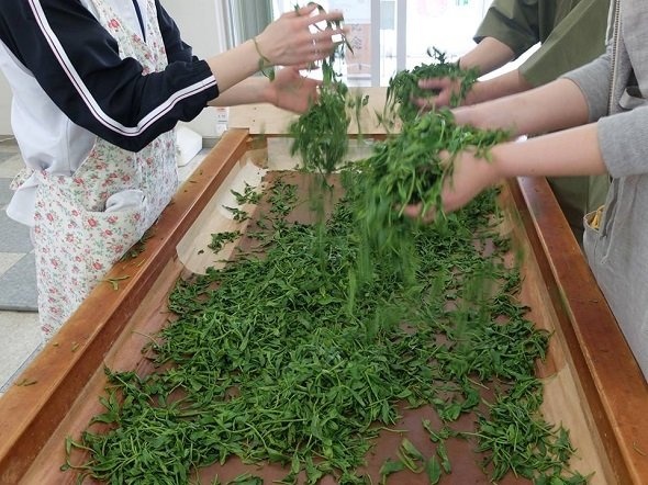 加温された焙炉の上で手揉みする（静岡県茶手揉保存会牧之原支部公式フェイスブックより）