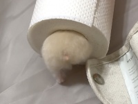 プリティーな“ハム〇〇”で多くの人を虜に！話題のハムスターをご紹介