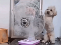 こう暑くっちゃよぅ。扇風機の向きを自分に当たるように変える賢い犬