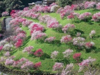 「桃源郷」は高知に実在してたのか！　緑の山を明るく彩る春の色...「引地橋の花桃」がうっとりするほど美しい