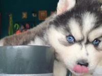 ミルクを飲むだけなのにかわいいハスキーの子、美しい瞳でみんなの心を鷲掴み！