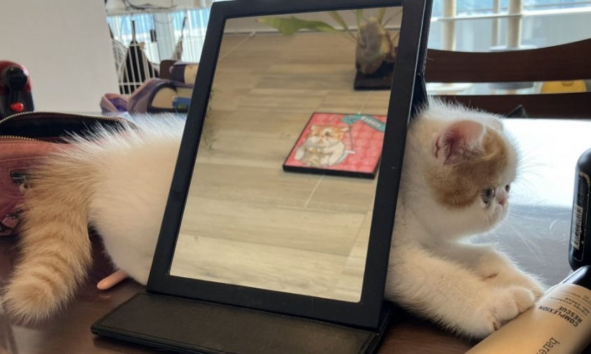 「ネコハラ」？毎日でも歓迎です！　飼い主の朝の準備を邪魔しちゃうニャンコ親子が超愛しい