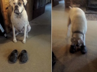 目の前にサンダルが･･･もちろん履いて歩くワン！　頑張って歩くワンコが可愛すぎると話題に