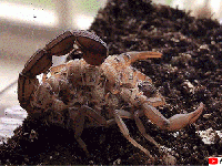 親子で違う色に光る！子供を背負うサソリが紫外線ライトで光る様子を撮影した動画