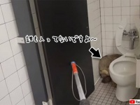 トイレのコヨーテさん！？学校に侵入した野生のコヨーテがトイレに隠れていないふり