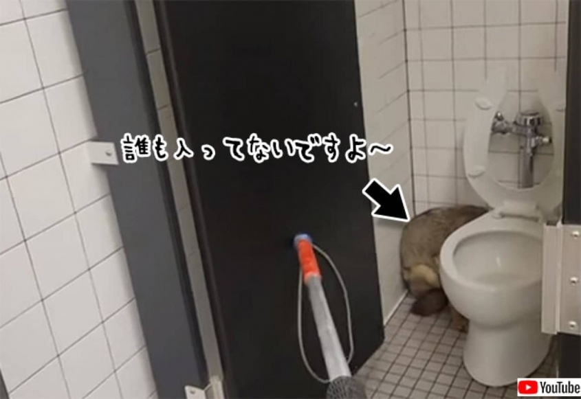 トイレのコヨーテさん！？学校に侵入した野生のコヨーテがトイレに隠れていないふり