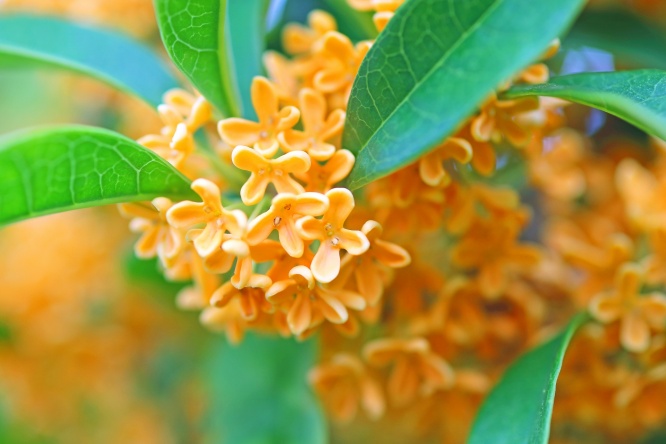 恋が叶う！？金木犀の花言葉と３つのおまじない