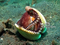 生物学者が子供向けに解説するタコの魅力。その生態と知能、特殊スキル