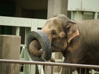 ゾウは動物園の人気者（画像はイメージ、kanonnさん撮影、Flickrより）