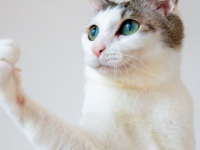 「日本の未来を見据えている」「投票したいー！」　力強い〝にゃん候補〟のガッツポーズに反響