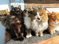 猫は群れると迫力が増す。圧倒的強さを感じさせる猫集団の写真