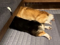 コーギー兄弟、全力で〝睡眠キャンセル〟　飼い主に「寝るよー」と言われた後の姿がコチラです