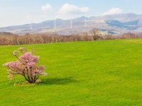 広大な緑の大地に「エゾヤマザクラ」ぽつんと鮮やか　これから来る「北海道の春」で会いたい絶景