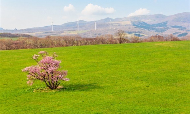 広大な緑の大地に「エゾヤマザクラ」ぽつんと鮮やか　これから来る「北海道の春」で会いたい絶景