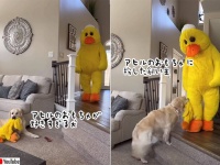 犬のアヒル愛が凄いので、巨大アヒルに扮装してみた