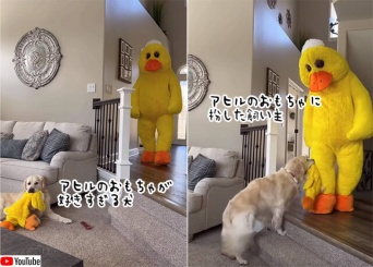 犬のアヒル愛が凄いので、巨大アヒルに扮装してみた