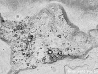 失われた古代マヤの巨大都市がメキシコのジャングルの中から発見される