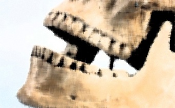 中世ドイツ女性の遺骨の歯に付着していたラピスラズリ。当時女性がアーティストとして活動していた証拠