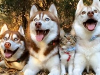 「えっ、あたしが猫って何のこと？」ハスキーに育てられた保護猫、自分を犬だと思って育つ