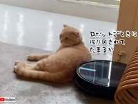 だが断る。お掃除ロボットがぶつかってきても絶対にどかない猫