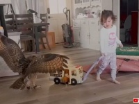 どこにだって一緒に行くよ！だって家族なんだもの！いたずらっ子フクロウとの生活に密着してみた