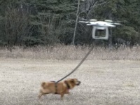 よし試すぞ！ドローンで犬の散歩をやってみたところこうなった・・・