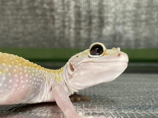 普段のお顔(画像はぽにさんのツイートより)