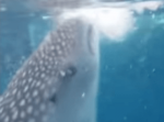 浅瀬でエサを食べるジンベイザメに大接近。迫力満点な映像に驚愕！