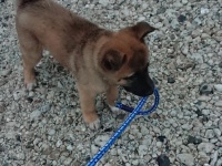 「なんてしっかりものなんだ」「やる気を感じる」　嫌がる飼い主を「雨のおさんぽ」に連れだす子犬が尊すぎ