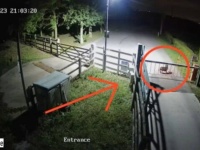 愛護団体の門の外に、誰かが犬を捨てて行った？警備員に保護された犬、ハッピーな犬生を手に入れる