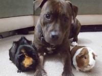 モルモット姉妹の末妹になったのは保護犬のピットブル。仲良く3匹でお昼寝するよ（アメリカ）