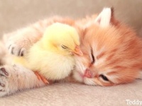 萌えと可愛さ無限大！寄り添ってまどろむ子猫とヒヨコに癒されよう