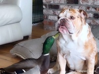 ヒナの時に救出されたマガモ。野生に戻れず犬たちと深い友情を結ぶ