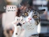 家から閉め出されてしまった飼い主を助けようと、窓ガラスを必死に開けようとする猫