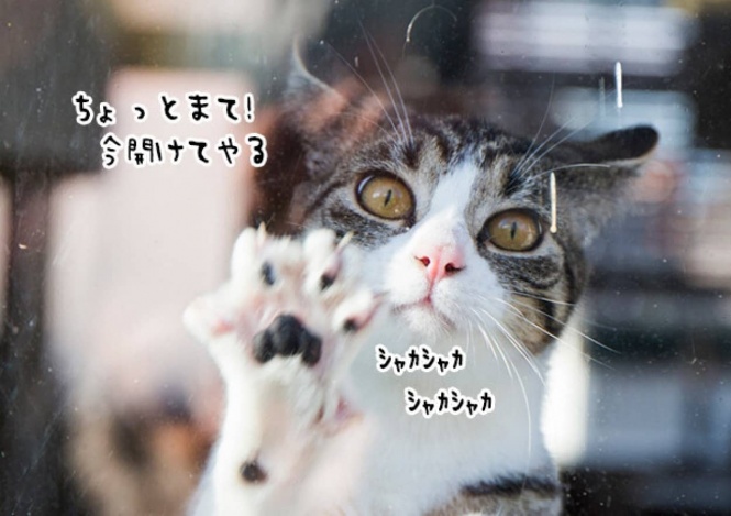 家から閉め出されてしまった飼い主を助けようと、窓ガラスを必死に開けようとする猫