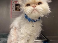 保護施設で19歳の誕生日を迎えた老猫に待ち望んでいた最高のプレゼントが待っていた