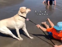 あかん、やめや。もう付き合ってられん。自らリードを撤収して少年の元を立ち去る犬