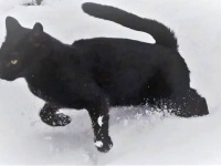黒猫ガーラさん「雪ってサイコー！」と、一面の雪景色を背景に夢中になって駆けまわる