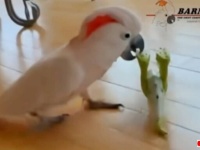 お前の身柄は確保した！いたずら好きのオオバタン、恐竜のオモチャを自分の棲み処に連れ込んでしまう