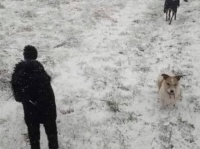 男性と2匹の犬に見えるだろ？でも違うんだぜ。驚くべき錯視の世界