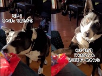 かしこ犬。おやつの袋を持ってきてジェスチャーで飼い主に開けさせようとする