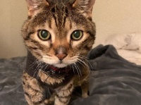 ずっと着ていたいの。18歳の老猫、お気に入りのセーターを脱がせると延々と鳴（泣）き続ける