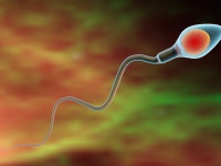男性の体から精子が減少している。種を絶滅させかねないと専門家が警鐘を鳴らす
