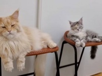 猫伯父ちゃん「このコピーキャットを何とかして！」何でも真似をしたがる子猫にギブアップ？